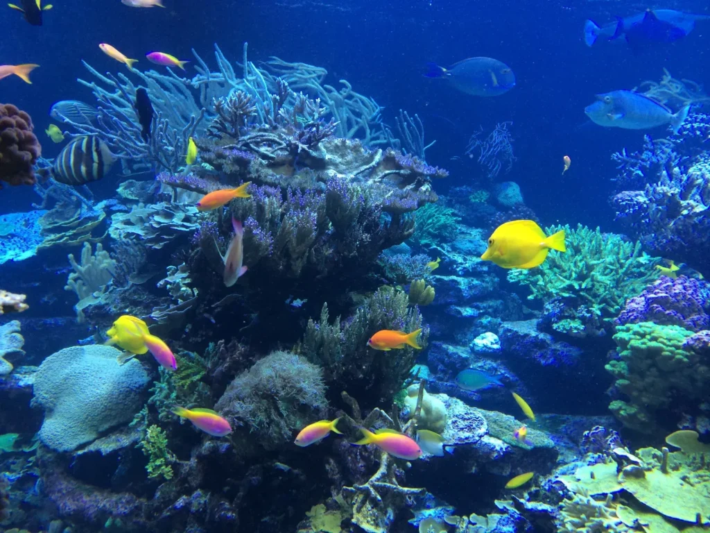 canva-tropical-fish-underwater-MADQ5rkcFQ8